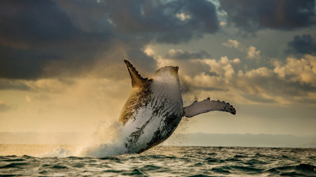 Обои картинки фото животные, киты,  кашалоты, океан, кит, млекопитающие, прыжок