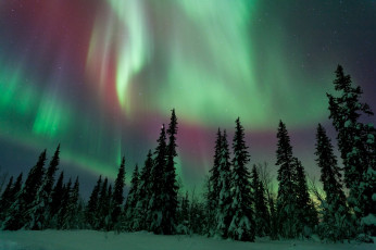 Картинка природа северное+сияние лес зима ночь небо северное сияние