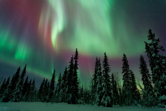Обои картинки фото природа, северное сияние, лес, зима, ночь, небо, северное, сияние