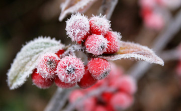 Картинка природа Ягоды ветка ягоды листья иней изморозь