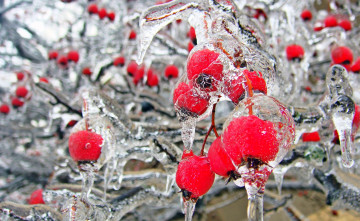 Картинка природа Ягоды ветки ягоды лед сосульки