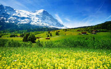 обоя города, - пейзажи, снежные, горы, hd, луг, с, желтыми, цветами, швейцария, горная, деревня, зеленая, трава