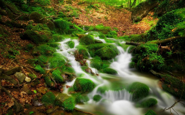 Картинка природа реки озера зеленый мох опавшие листья Чистая вода лесной ручей