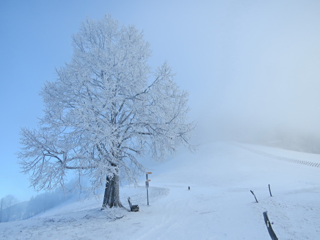 Обои картинки фото природа, деревья, снег, дерево