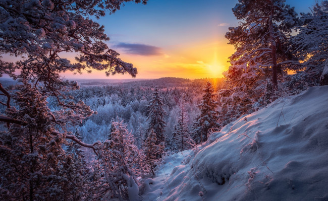 Обои картинки фото природа, пейзажи, зима, лес, снег, солнце