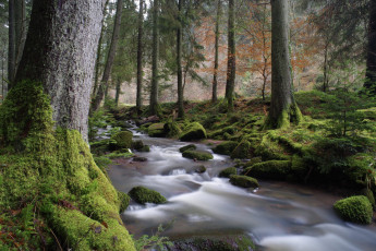 Картинка природа реки озера деревья лес река поток