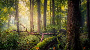 Картинка природа лес баварский