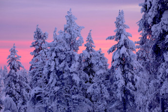 Картинка природа зима лапландия lapland finland финляндия ели деревья закат