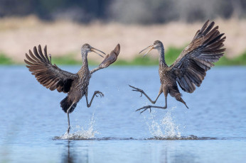 Картинка животные птицы клюв танец пара крылья
