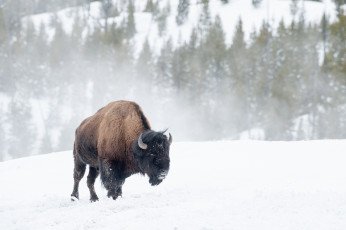 Картинка животные зубры +бизоны бизон зима снег