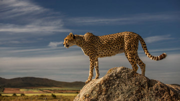Картинка животные гепарды холмы поза свет взгляд облака камень гепард