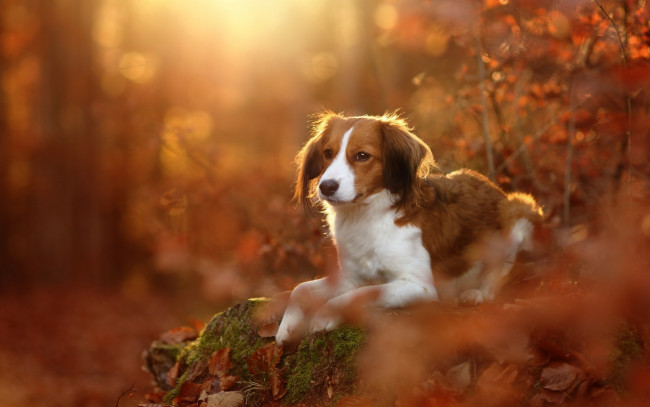 Обои картинки фото животные, собаки, лес, осень, собака