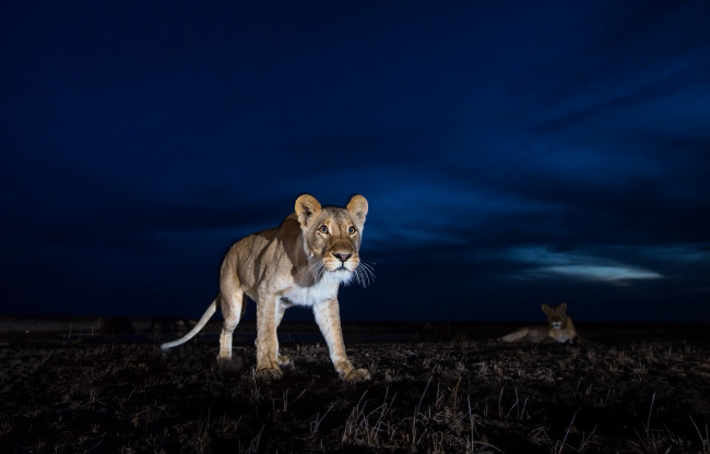 Обои картинки фото животные, львы, звери, ночь