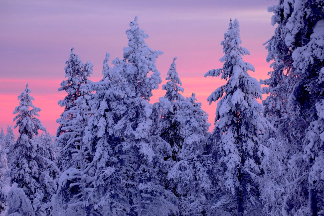 Обои картинки фото природа, зима, лапландия, lapland, finland, финляндия, ели, деревья, закат