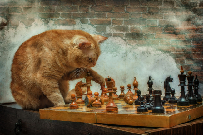 Обои картинки фото животные, коты, шахматы, рыжий, кот
