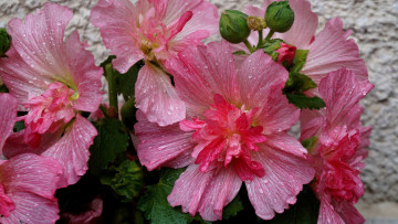 Картинка цветы мальвы розовые макро капли