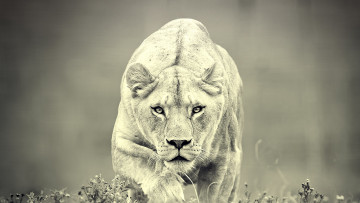 обоя животные, львы, predator, хищник, lion, львица, черно, белое