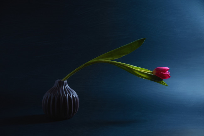 Обои картинки фото цветы, тюльпаны, ваза, тюльпан, одиночка, бутон