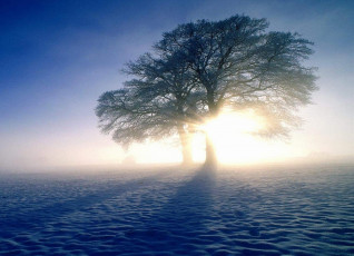 Картинка природа деревья дерево снег туман
