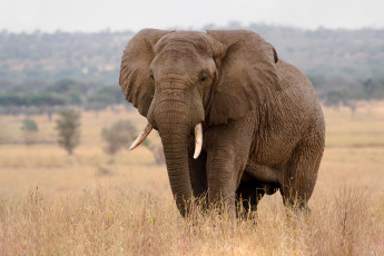 Картинка животные слоны слон большой хобот природа трава