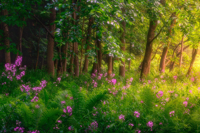 Обои картинки фото красота, природа, лес, цветы, папоротник