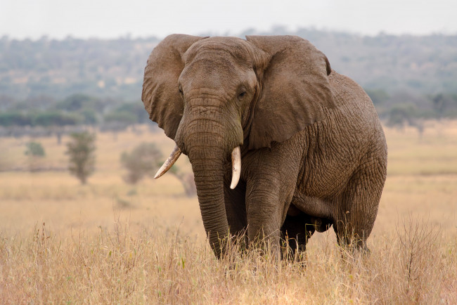 Обои картинки фото животные, слоны, слон, большой, хобот, природа, трава