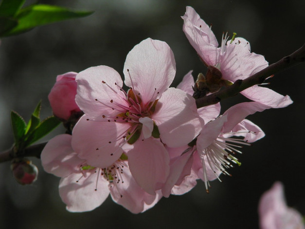 Обои картинки фото персик, цветы, цветущие, деревья, кустарники