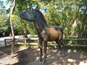 Картинка лошадь пржевальского разное рельефы статуи музейные экспонаты Чехия