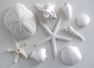 Картинка разное ракушки кораллы декоративные spa камни звезда белый