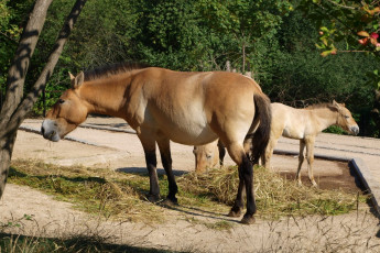 Картинка лошадь пржевальского животные лошади пражский зоопарк