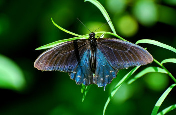 Картинка животные бабочки синий крылья