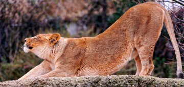 Картинка животные львы львица потягушки