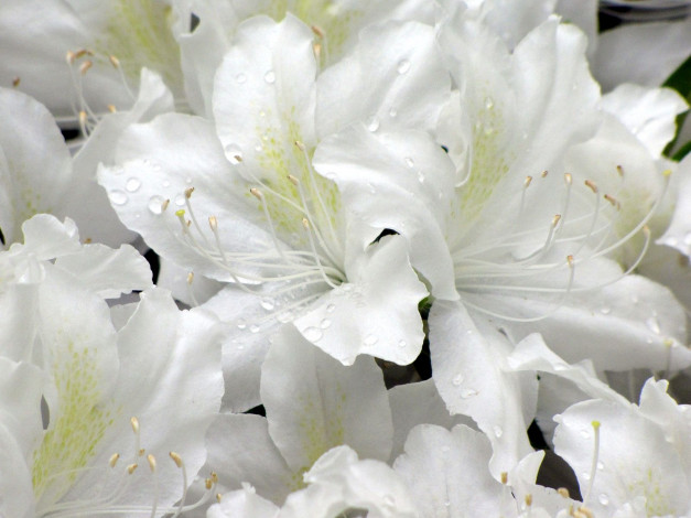 Обои картинки фото цветы, рододендроны, азалии, белый