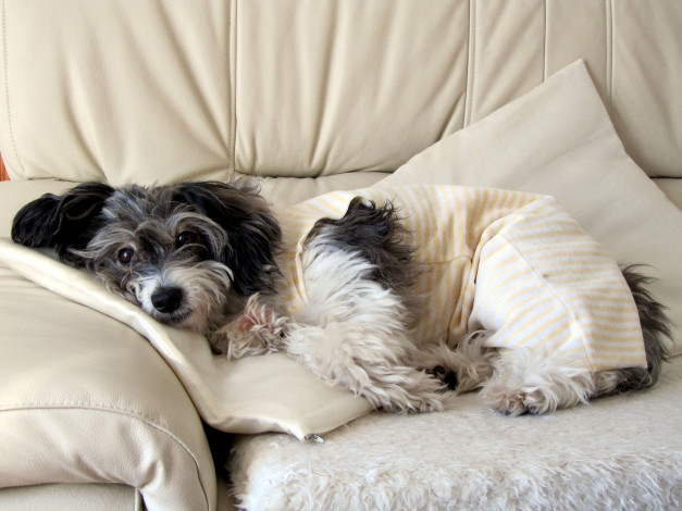 Обои картинки фото животные, собаки, диван, подушки, одежда, шерсть