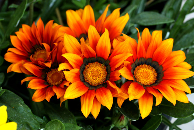Обои картинки фото цветы, газания, яркий, оранжевый