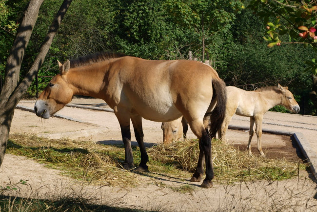 Обои картинки фото лошадь, пржевальского, животные, лошади, пражский, зоопарк