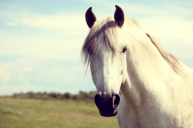 Обои картинки фото животные, лошади, белый, конь