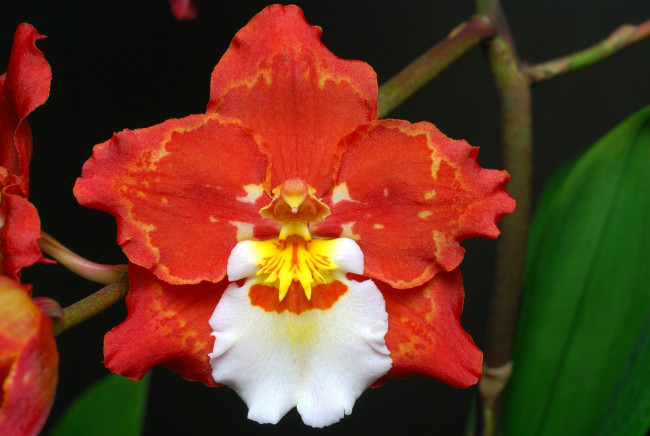 Обои картинки фото цветы, орхидеи, экзотика, красный