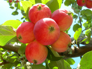 Картинка природа плоды яблоня