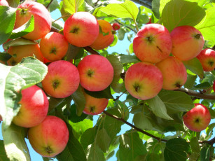 Картинка природа плоды яблоня