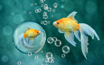Картинка рисованные животные +рыбы золотые рыбы фон пузырьки рыбки