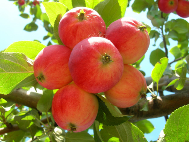 Обои картинки фото природа, плоды, яблоня