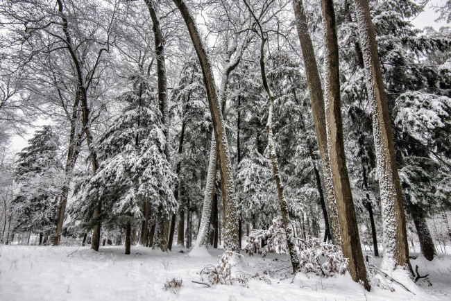 Обои картинки фото природа, лес, снег, елки, деревья, зима