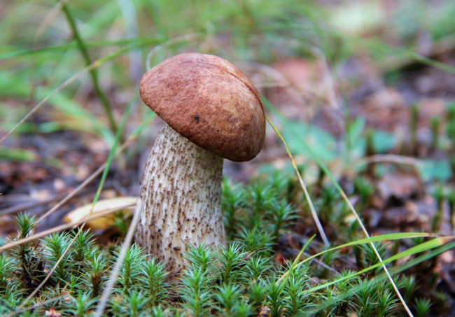 Обои картинки фото природа, грибы, наклон, шапочка