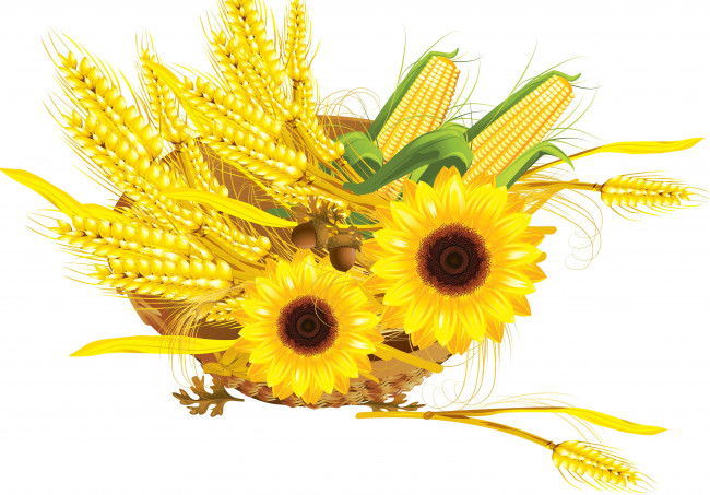Обои картинки фото векторная графика, цветы, колосья, шиповник, листья, подсолнух, осень, желуди, рябина, кукуруза