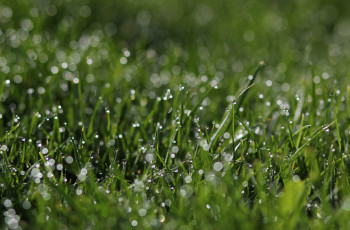 Картинка природа макро зеленый капли трава