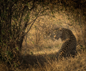 обоя животные, леопарды, африка, кошка, хищник, сидит, тень, свет, окрас, пятна, кустарник, заросли, смотрит