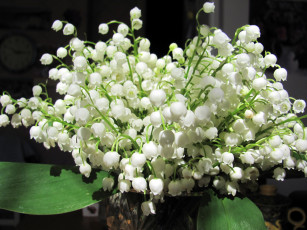 Картинка цветы ландыши белый