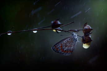 Картинка животные бабочки +мотыльки +моли дождь капли бабочка макро ветка