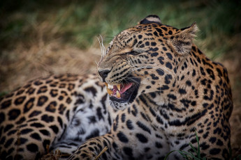 Картинка животные леопарды оскал клыки пасть злость угроза гримаса